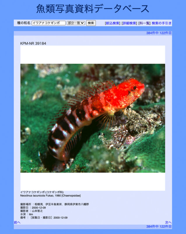 魚類写真資料データベースに登録されたイワアナコケギンポ