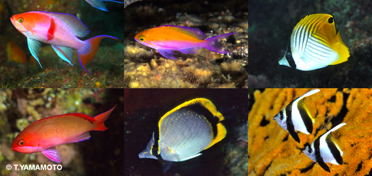 相模湾・駿河湾海域で越冬が確認された熱帯性魚類たち