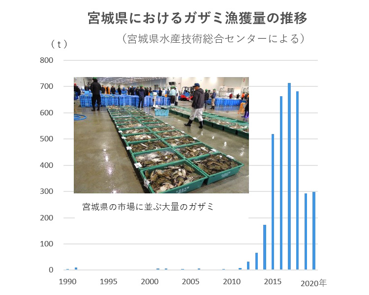 宮城県におけるガザミ漁獲量の推移