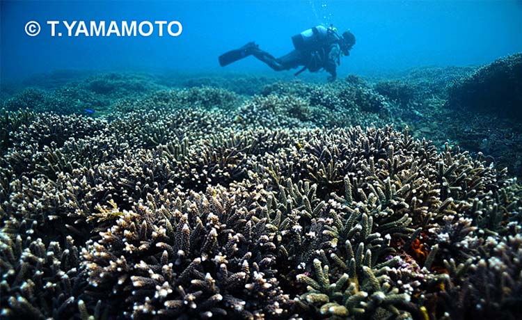 海底を一面に覆う南方系サンゴの「スギノキミドリイシ」＝和歌山県串本町沖、山本智之撮影
