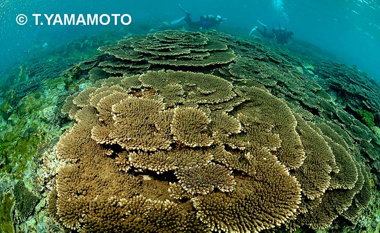 串本の海の「主役」として親しまれてきたサンゴ「クシハダミドリイシ」＝２００６年、山本智之撮影