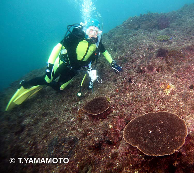 海中の岩礁上に点在するテーブル状サンゴと筆者（写真左）＝静岡県・伊豆半島の田子沖