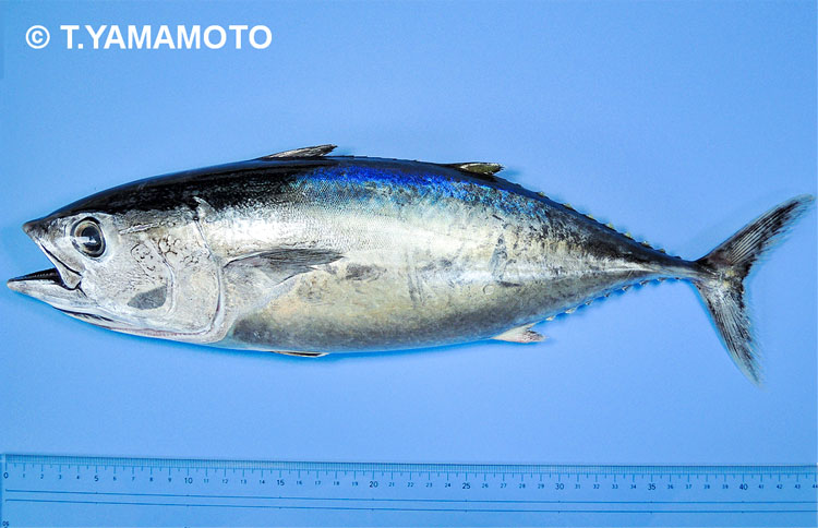 クロマグロの幼魚＝山本智之撮影