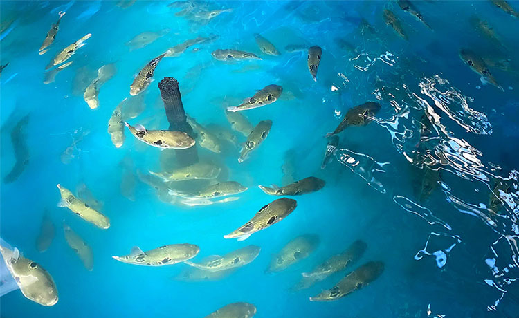 水槽内を泳ぐゲノム編集トラフグ＝リージョナルフィッシュ提供