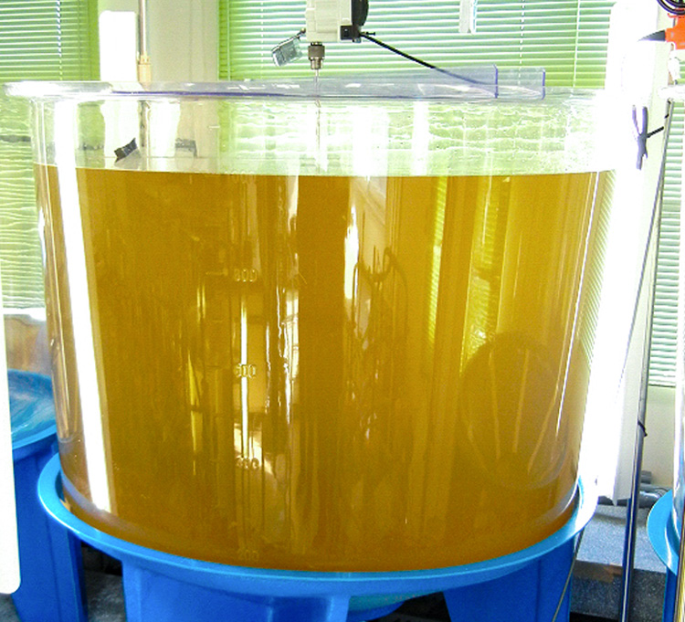 ヒメシャコから取り出した褐虫藻を培養する1000リットルの大型水槽＝高知大学の小野寺健一さん提供