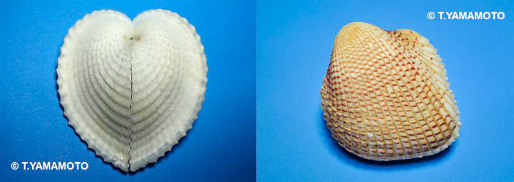 褐虫藻と共生する二枚貝。左はリュウキュウアオイ（Corculum cardissa）、右はカワラガイ（Fragum unedo）＝山本智之撮影