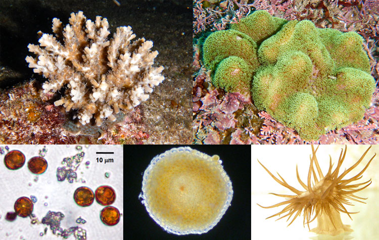 褐虫藻と共生するさまざまな海洋生物。左上から時計回りに、ミドリイシ類のサンゴ（Acropora sp.）、ウミキノコ類(Sarcophyton sp.）、セイタカイソギンチャク（Aiptasia sp.）、有孔虫のゼニイシ類（Marginopora sp.）。左下は、イワスナギンチャク類（Palythoa sp.）の体内に共生する褐虫藻＝写真はいずれも高知大学・小野寺健一さん提供