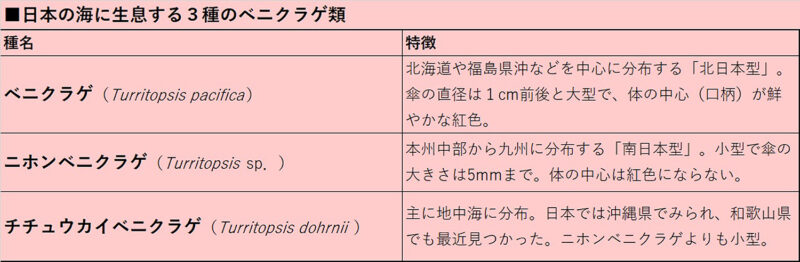 日本の海には３種のベニクラゲ類