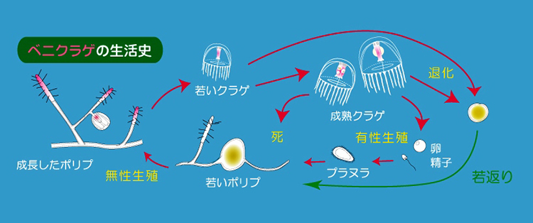 ベニクラゲの生活史＝久保田信さん提供