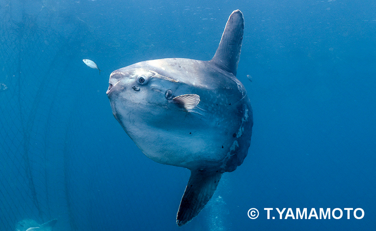 マンボウ（Mola mola）＝山本智之撮影