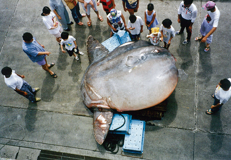 ウシマンボウ。この個体は全長2.72メートル、重さ2300キロ。ギネス世界記録に「世界一重い硬骨魚」として掲載された＝鴨川シーワールド提供