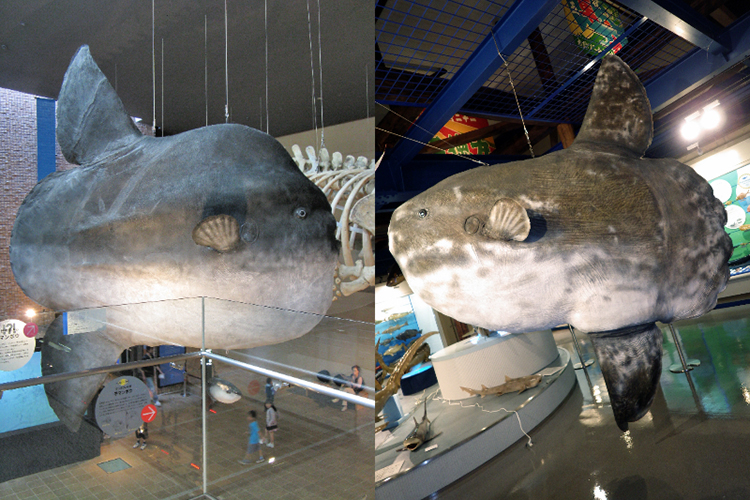 ウシマンボウの剥製（写真左、北九州市立自然史・歴史博物館）とマンボウの剥製（写真右、海とくらしの史料館）＝いずれも澤井悦郎さん提供