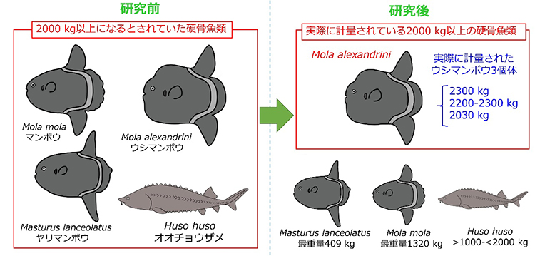 科学誌「Journal of Fish Biology」に発表された最新論文の概要＝澤井悦郎さん提供