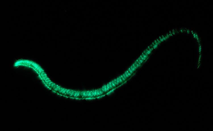 発光するゴカイ類の一種「クロエリシリス」＝大場裕一・中部大学教授提供
