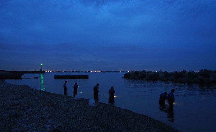 クロエリシリスを観察するため、日没後に富山湾の海岸に集まった学生や水族館関係者ら＝大場裕一・中部大学教授提供