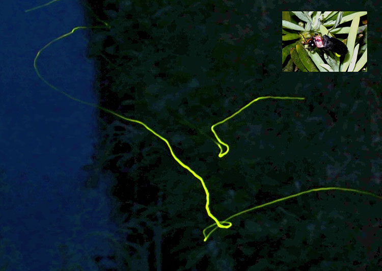 ゲンジボタル（右上）とその飛行に伴う光跡（１０秒間露光）＝千葉県いすみ市で、山本智之撮影