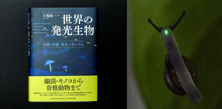 大場裕一さんの最新刊『世界の発光生物』（左）とヒカリマイマイ（右、同書の巻頭カラー写真から）