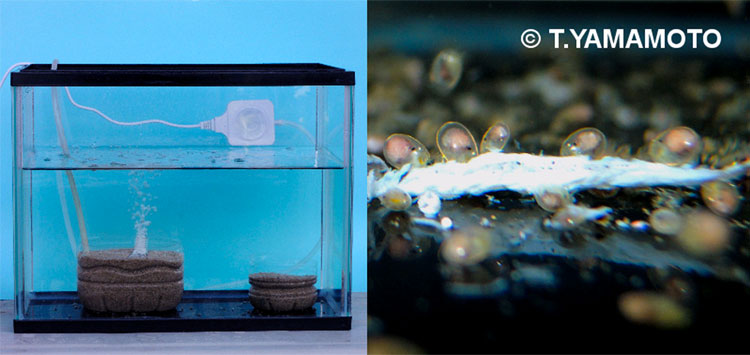 ウミホタルの飼育水槽（左）、エサの「釜揚げしらす」に集まるウミホタル（右）＝山本智之撮影