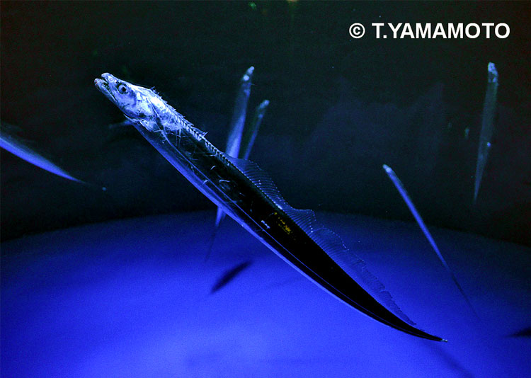 水槽の中を泳ぐタチウオ＝東京都豊島区のサンシャイン水族館で、山本智之撮影