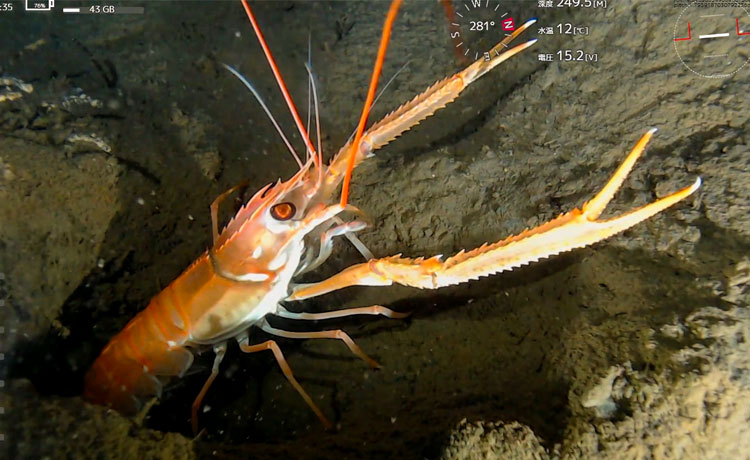深海底の巣穴から出てきたアカザエビ＝静岡県・伊豆半島沖の水深約250ｍ、サンシャイン水族館提供