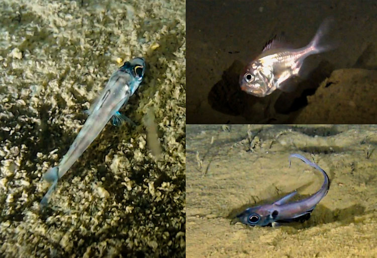 水中ドローンのカメラに写った深海魚たち。左から時計回りに「アオメエソ類」「マルヒウチダイ」「ムグラヒゲ」＝サンシャイン水族館提供