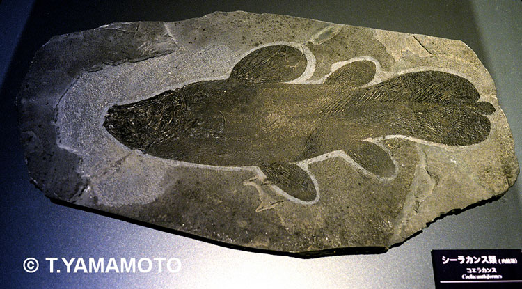 古生代ペルム紀のシーラカンス類の化石＝アクアマリンふくしま所蔵、山本智之撮影