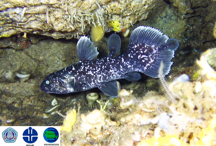 インドネシアシーラカンスの幼魚（全長約３０cm）の姿をとらえた貴重な画像＝アクアマリンふくしま提供