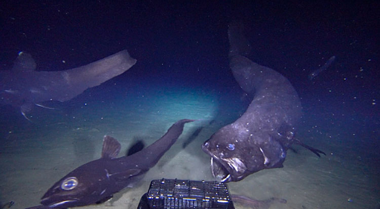 大きく口を開き、ほかの深海魚を追い払うヨコヅナイワシ＝海洋研究開発機構提供