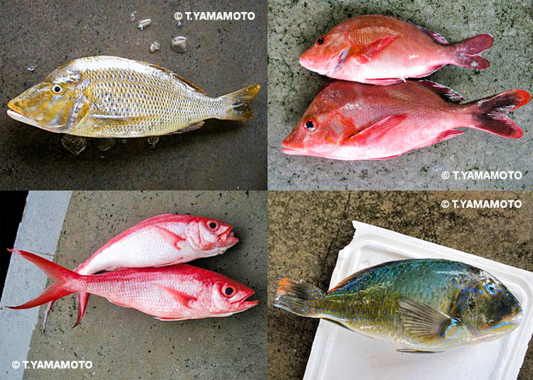 セリ場に並ぶ魚の具体例。左上から時計回りにハマフエフキ、ヒメフエダイ、シロクラベラ、ハマダイ＝山本智之撮影