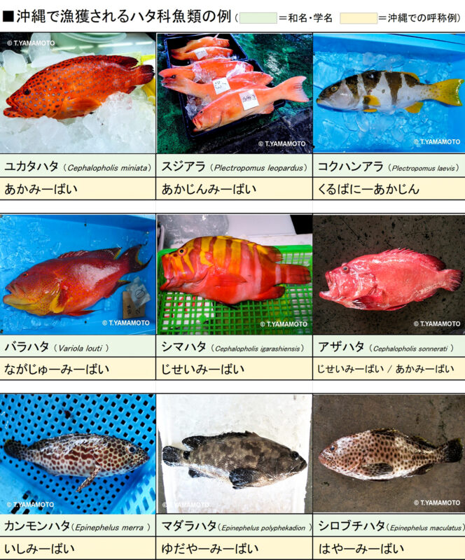 沖縄で漁獲されるハタ科魚類の例