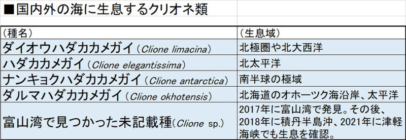 国内外の海に生息するクリオネ類の表