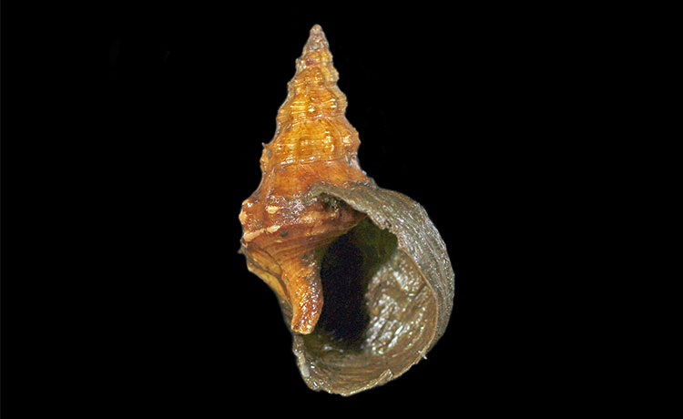 貝殻のうち黒っぽい部分は、ヒメキンカライソギンチャクが作り出した「擬貝」＝吉川晟弘・鹿児島大学特任研究員提供