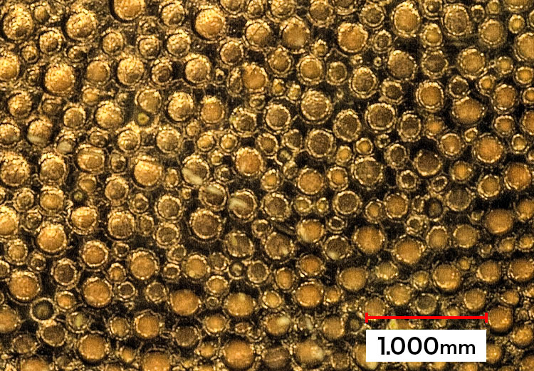 アミメノコギリガザミの甲羅の表面の光学顕微鏡写真＝物質・材料研究機構の井上忠信さん提供