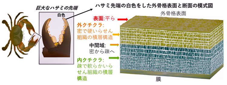 ハサミ先端にある白色部分の外骨格の構造＝物質・材料研究機構の井上忠信さん提供