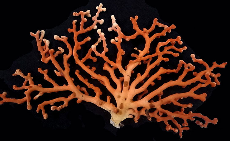 宝石サンゴの一種「シロサンゴ」。表面は赤みを帯びた共肉に覆われている。磨くと美しい白色になる＝岩崎望・立正大学教授提供