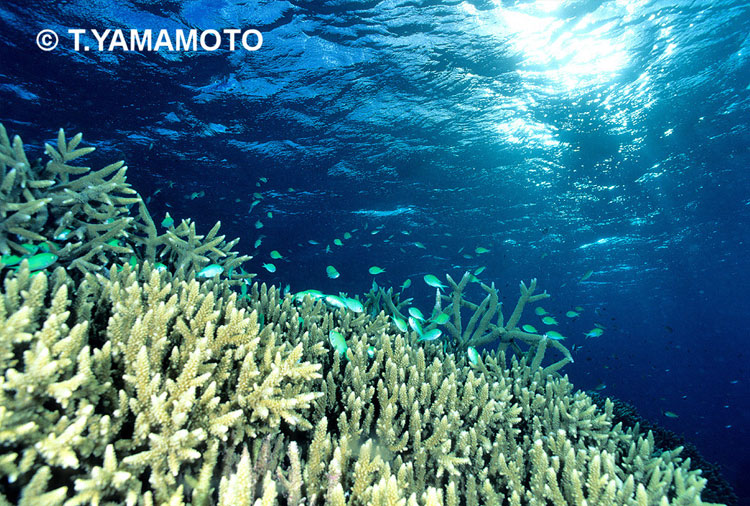 太陽の光が差し込む浅い海に広がる造礁サンゴ＝豪グレートバリアリーフ、山本智之撮影