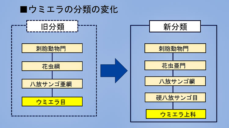 ウミエラの分類の変化