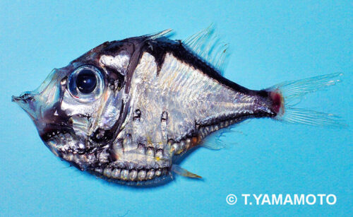 発光する魚の一種「ノコバホウネンエソ」（Polyipnus spinifer）。腹部には、よく目立つ大きな発光器が並んでいる＝山本智之撮影（同定＝神奈川県立生命の星地球博物館・瀬能宏さん）