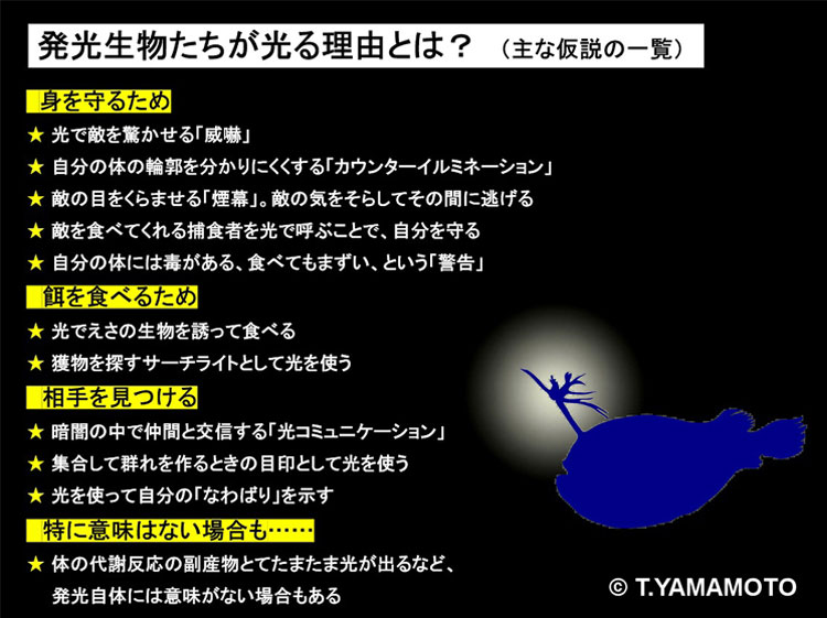 発光生物が光理由とは？