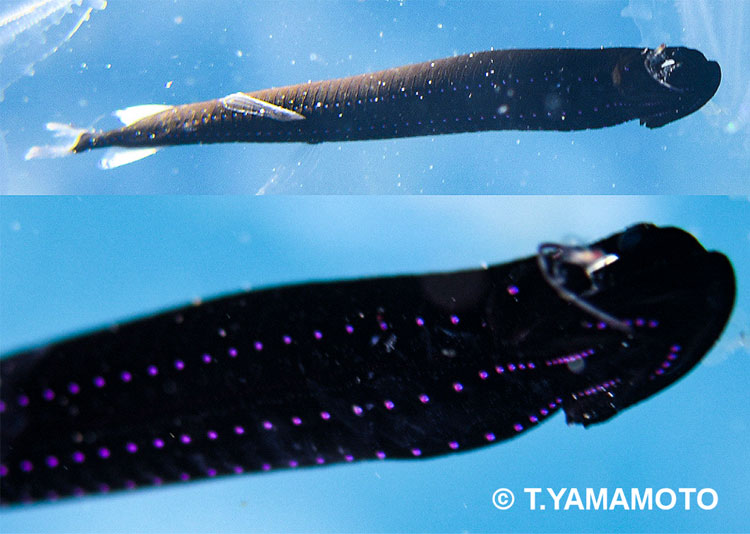 全身が真っ黒な深海魚「ホテイエソ」（写真上）と、紫色に光る腹部の発光器（写真下）＝いずれも静岡県・伊豆半島沿岸で、山本智之撮影