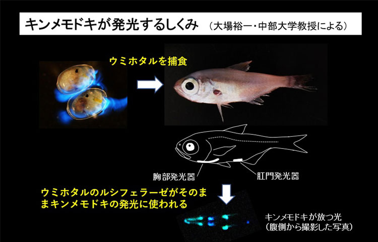 キンメモドキが発光するしくみ（大場裕一・中部大学教授による）