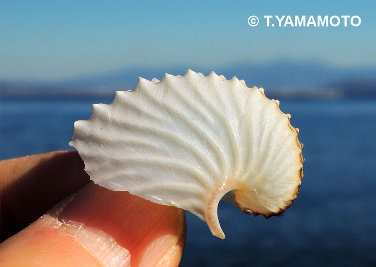 伊豆半島の浜辺に打ち上げられたアオイガイの貝殻＝山本智之撮影