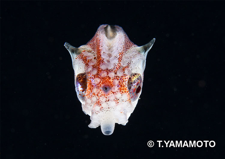 正面から見たアオイガ イ。貝殻を持っているの はメスだけ＝静岡県伊豆 半島沖、山本智之撮影