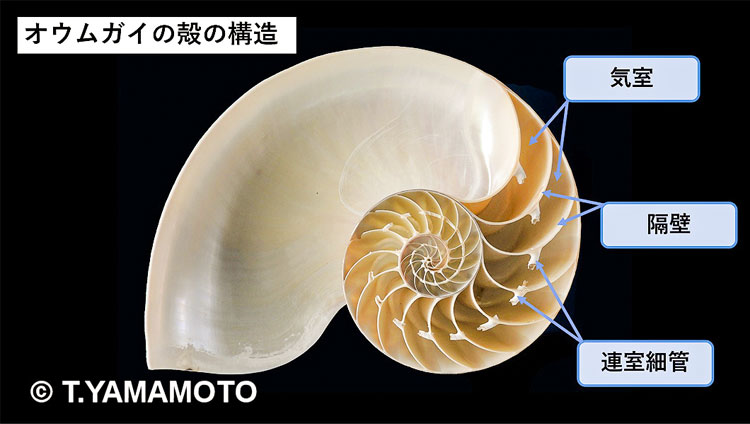 オウムガイの殻の構造