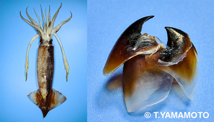 スルメイカ(左)とスルメイカのカラストンビ(右)=山本智之撮影