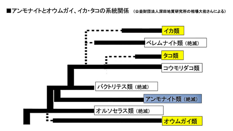 アンモナイトとオウムガイ、イカ・タコの系統関係