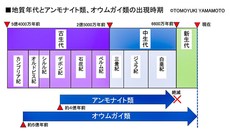 地質年代とアンモナイト類、オウムガイ類の出現時期