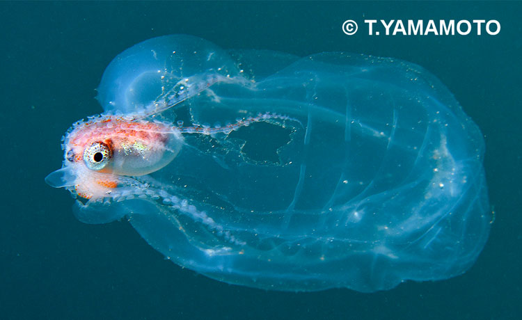 静岡県・伊豆半島の大瀬崎沖に現れたアミダコ（Ocythoetuberculata）山本智之撮影