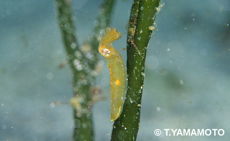 海藻の表面に付着した ヒメイカ（ Idiosepius paradoxus ）静岡県・伊豆半島で、山本智之撮影