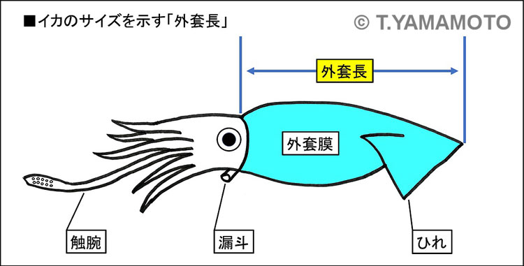 イカのサイズを示す「外套長」の図